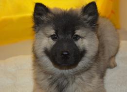 fluffy gray puppy