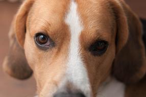 Beagle Pure Breed Dog