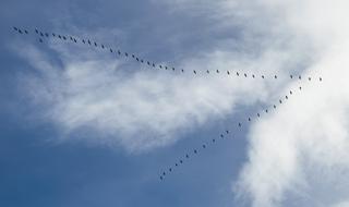 Wild Geese Animals on cloudy sky
