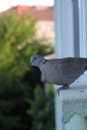 small Pigeon Bird Perch