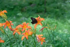 Butterfly Insect Flower