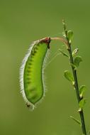 Insect Nature Leaf