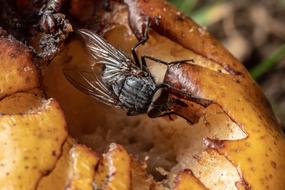 Macro Insect Nature Close