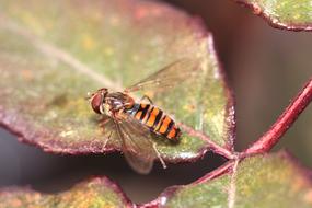 striped flying insect on a leaf