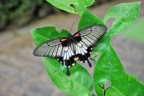 Insect Butterfly Nature