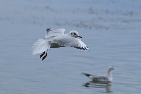 sea birds flying