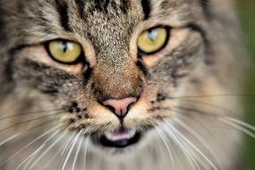 Cat Neighbor'S Wildcat