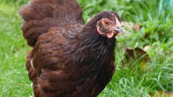 Dwarf Wyandotte Red Hen