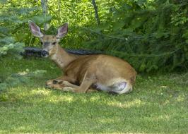 Deer Animal Resting