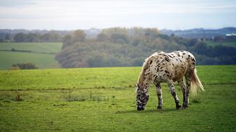 Horse Meadow Field