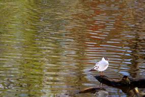 Bird Pond Lake