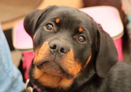 Dogshow Puppy Rotweiler