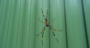 Spider Insect Closeup