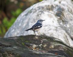 Bird Wildlife Nature