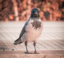 Crow Raven Bird