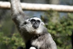 Animal World Nature