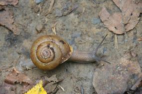 Snail Shell Gastropod Land