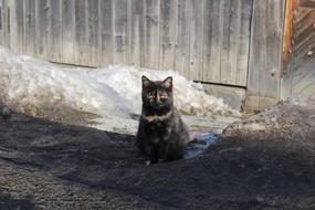 Black Cat Winter Colors