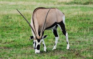 Oryx Gazelle Gemsbok