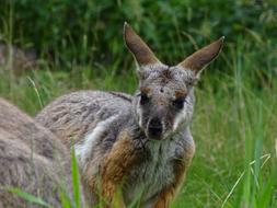 Kangaroo Zoo Mammal