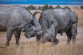 Mammal Wildlife Animal