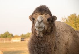 Camel Hunchback Bump