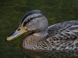 Duck Water Bird Mallard