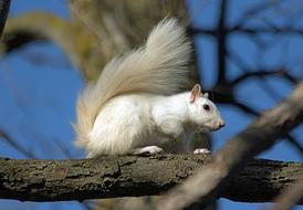 Mammal Nature Cute