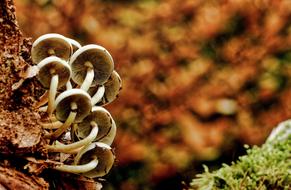 Background Mushrooms Forest