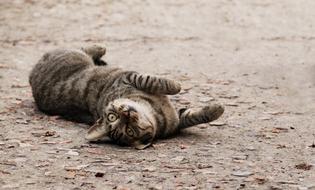 cute cat on the ground