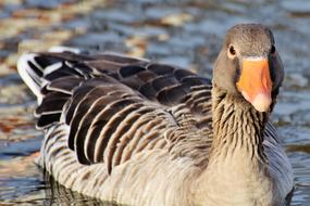 grey Goose Bird portrait