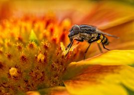 Insect Nature Bee
