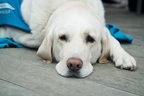 Dog Cute Pet