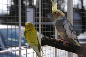 Korela Andulka Birds