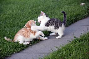 Grass Animal Cute