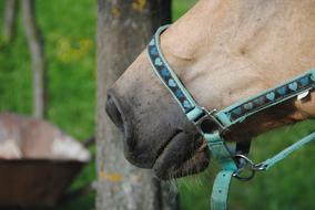 Horse Muzzle Mare