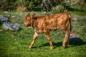 calf walking in a meadow