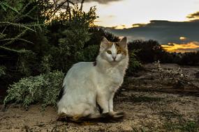 Cat Stray Animal