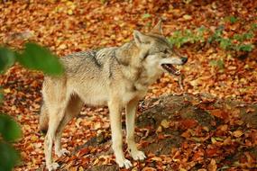 Wolf Dog Nature