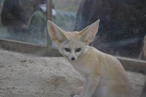 Animal Desert Fox Zoo