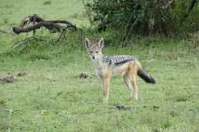 Wildlife Animal Mammal