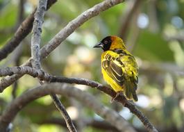 Wildlife Bird Nature