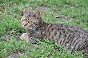 Cat A Lying On The Grass