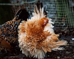 chicken fight