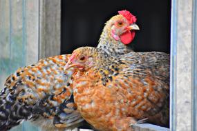 Bird Poultry Hen