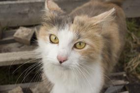 Cute Animals Cat