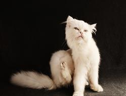 Cat Cute Downy