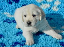 Golden Retriever Puppy photo