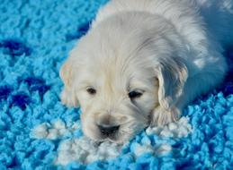white dog on a blue carpet