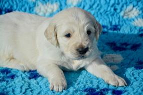 Dog Golden Retriever Puppy Pup